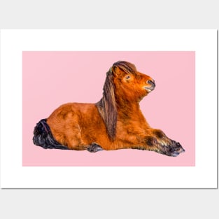 Cute Shetland Pony Posters and Art